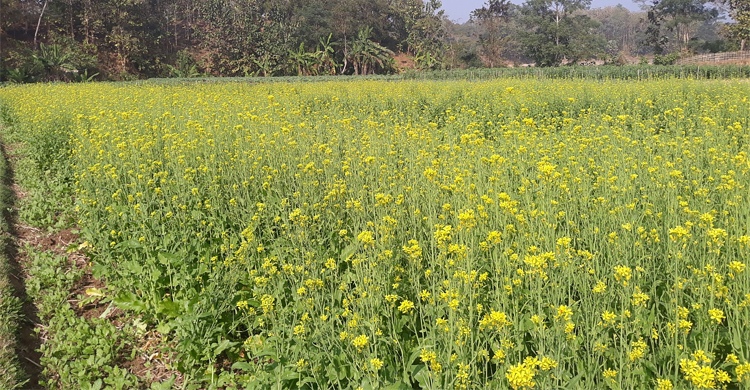 পাহাড়ের বুকে সরিষাচাষে সচ্ছলতার হাতছানি