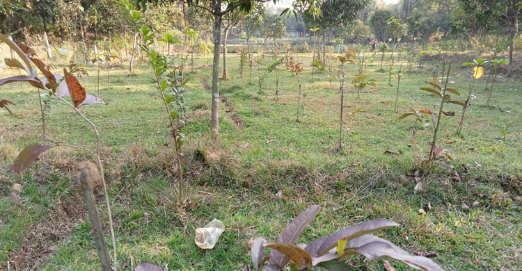 উদ্ধার হওয়া ১৫০ একর বনভূমি এখন সবুজের সমারোহ
