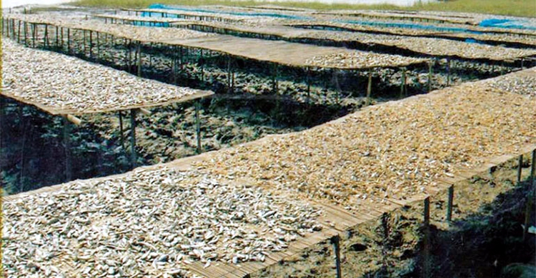 সুন্দরবনে বিষ দিয়ে আহরিত ১৫ মণ চিংড়ির শুঁটকি উদ্ধার