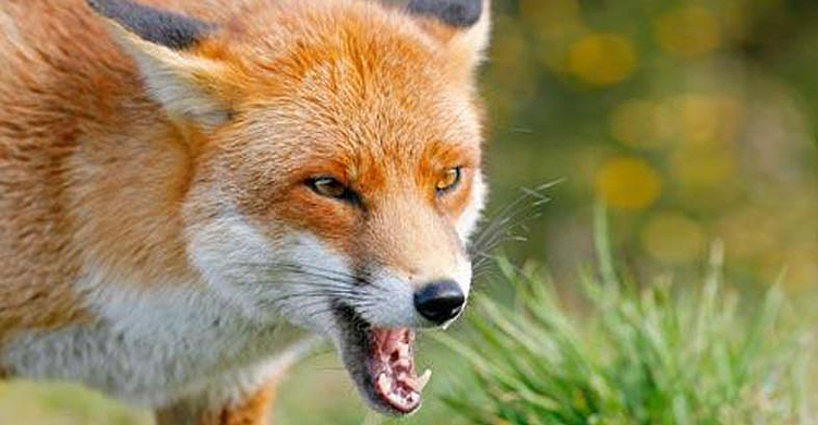 শিয়ালে কামড় দেওয়ার ৩ মাস পর ভ্যানচালকের মৃত্যু