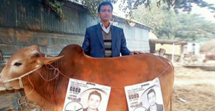 গরুর শরীরে পোস্টার ঝুলিয়ে ভোট প্রার্থনা, জিতলে জবাই