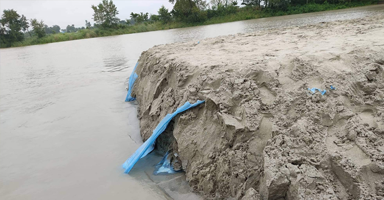 বাঁধ ভেঙে চলনবিলের ৪৫ হাজার হেক্টর ফসলি জমি প্লাবিত