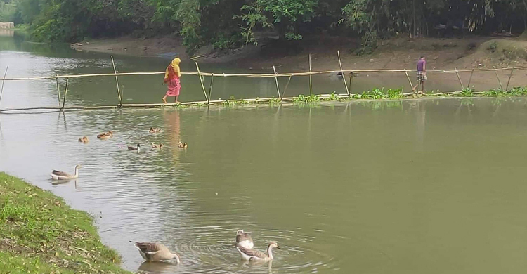 ৫ গ্রামের মানুষের ভরসা নড়বড়ে বাঁশের সাঁকো