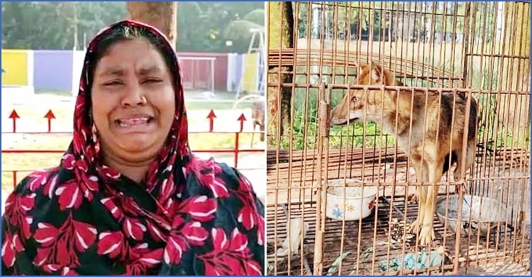 শিয়াল পালন করা সেই পরিবারকে ‘সান্ত্বনা’য় পচা পণ্য দেওয়ার অভিযোগ