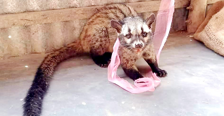 উল্লাপাড়ায় বিপন্ন গন্ধগোকুল উদ্ধার