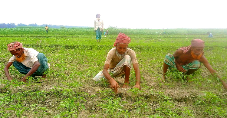 যমুনার চরে সবুজের হাতছানি