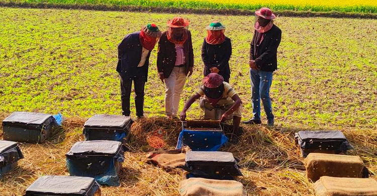 সিরাজগঞ্জে ২৯৭ টন মধু সংগ্রহের আশা