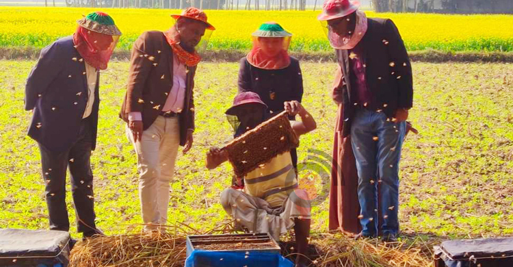 সিরাজগঞ্জে ২৯৭ টন মধু সংগ্রহের আশা