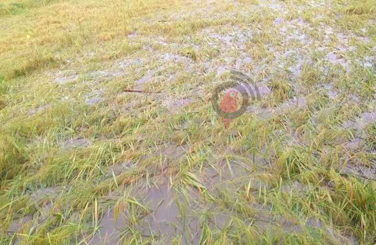 ডুবে গেছে পাকা ধান, শ্রমিক সংকটে দিশেহারা কৃষক