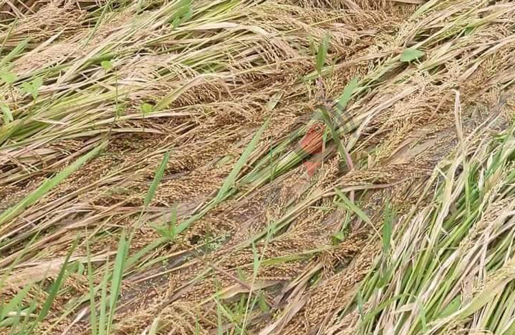 ডুবে গেছে পাকা ধান, শ্রমিক সংকটে দিশেহারা কৃষক