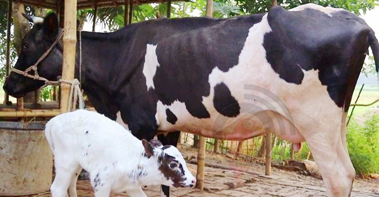 সিরাজগঞ্জে কমছে দুধ উৎপাদন, দুশ্চিন্তায় খামারিরা