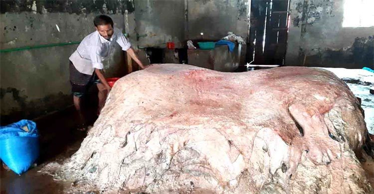 নওগাঁয় চামড়া কেনা নিয়ে শঙ্কায় ব্যবসায়ীরা