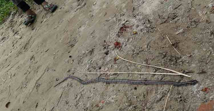 ঘুমন্ত কিশোরের কানে কামড় দিল সাপ, অতঃপর...