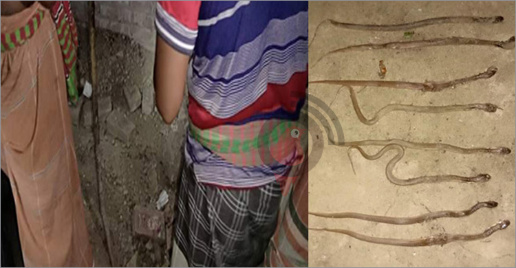 খাটের নিচে মিলল ১০ বিষধর সাপের বাচ্চা
