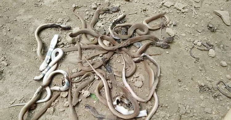 বসতঘর থেকে বেরিয়ে এলো ২২ বিষধর গোখরা