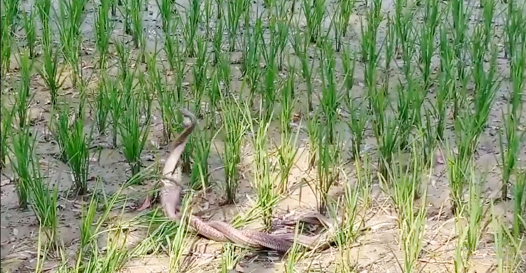 রাণীশংকৈলে দেখা গেল ‘সাপের ভালোবাসা’