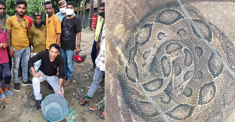 কুষ্টিয়ায় জেলের জালে ধরা পড়লো বিষাক্ত ‘চন্দ্রবোড়া’