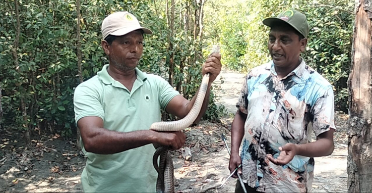 জালে আটক পড়া গোখরা সুন্দরবনে অবমুক্ত
