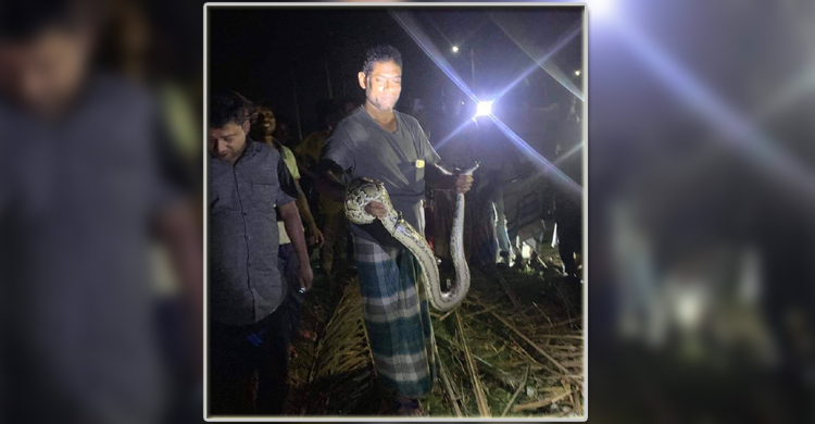 রাতে লোকালয়ে আসা ৬ ফুট লম্বা অজগর উদ্ধার