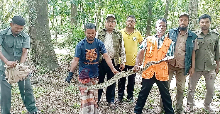 বিল থেকে উদ্ধার অজগর ফিরে গেলো সুন্দরবনে