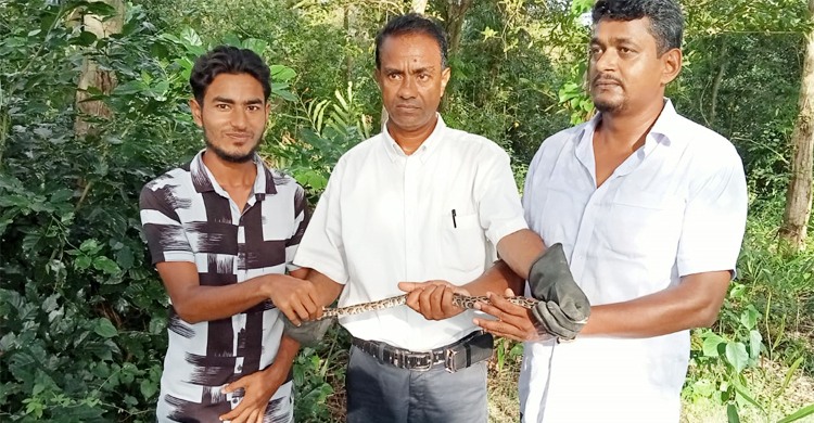 দোকান থেকে উদ্ধার অজগরের বাচ্চা সুন্দরবনে অবমুক্ত