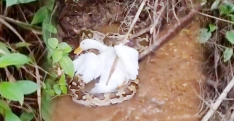 হাঁসের পালে আক্রমণ, ধরা পড়লো ১০ ফুট লম্বা অজগর