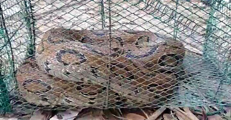 বিষধর ‘রাসেল ভাইপার’ সাপ উদ্ধার