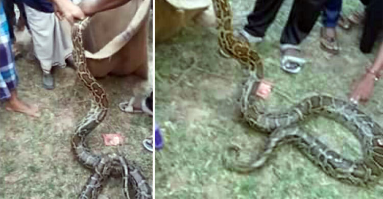 সখীপুরে লোকালয়ে ১২ ফুট লম্বা অজগর