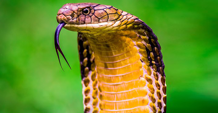 ক্যান্সার সারাবে সাপের বিষ, দাবি বিজ্ঞানীদের