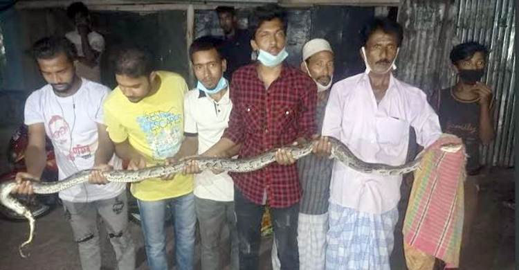 কবরস্থানে মিলল ছয় ফুট দৈর্ঘ্যের অজগর