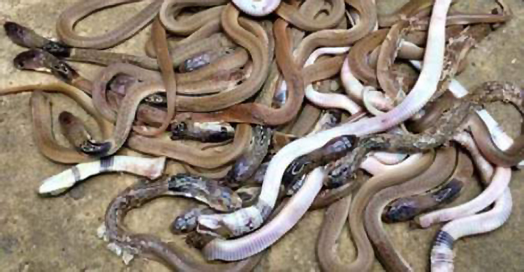 বাড়ছে সাপের উপদ্রব, ওঝা-কবিরাজেই সর্বনাশ