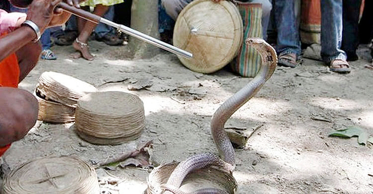 সরকারি হাসপাতালে বিনামূল্যে ইনজেকশন পাচ্ছেন সাপে কাটা রোগীরা