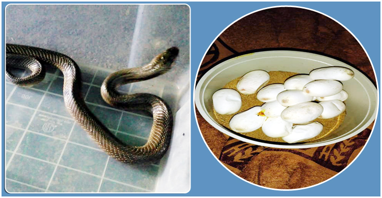 মৌলভীবাজারে ডিমসহ খৈয়া গোখরা সাপ উদ্ধার