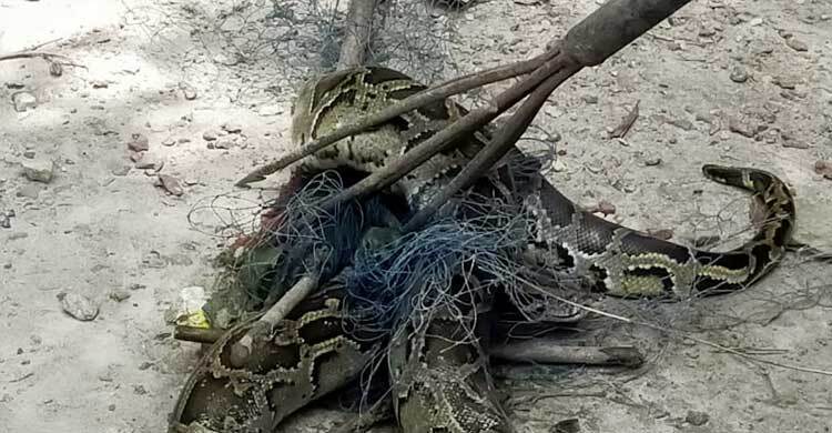 জেলেদের জালে অজগর, ৯৯৯ ফোনে উদ্ধার