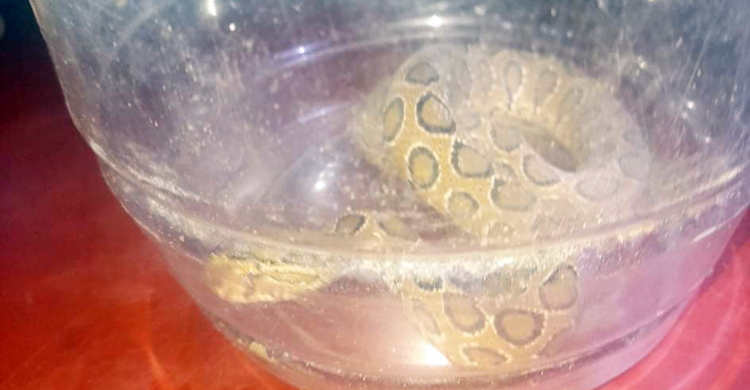 টিভিতে দেখা কৌশলে ভয়ংকর চন্দ্রবোড়া বন্দি করলো কিশোর