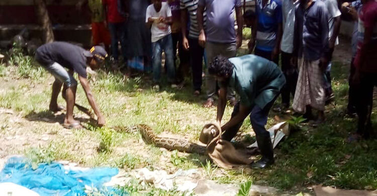 ৩০ কেজি ওজনের অজগর উদ্ধার