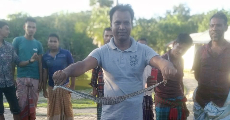 হাঁসের বাচ্চা খেতে এসে ধরা অজগর