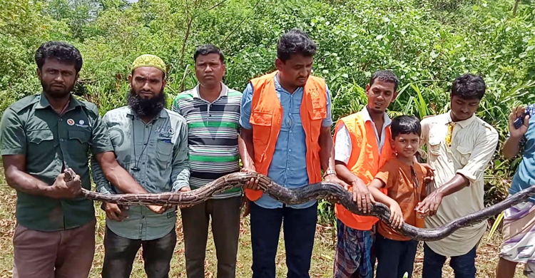 হাঁস-মুরগির খোপে মিললো ১০ ফুট লম্বা অজগর