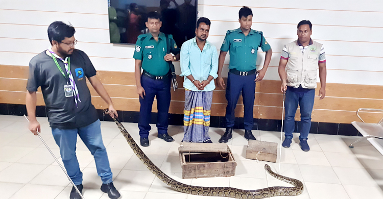 গাজীপুর থেকে দুই অজগর উদ্ধার, যুবক গ্রেফতার