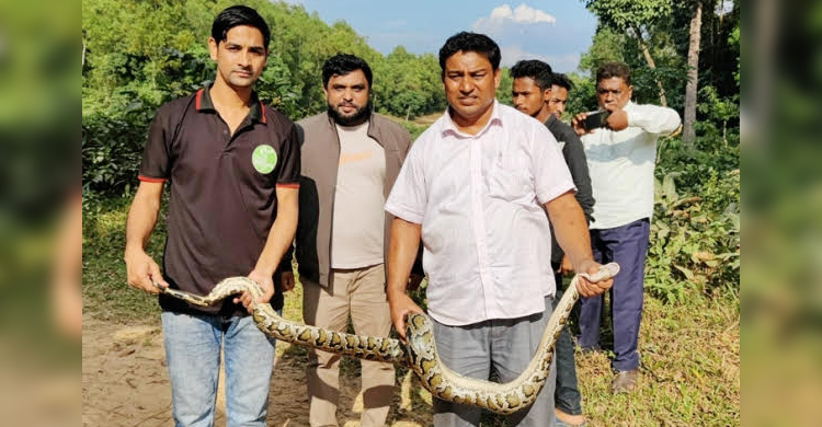 সাতকানিয়ায় লোকালয়ে ধরা অজগর, জঙ্গলে অবমুক্ত
