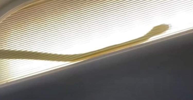 ভারতীয় বিমানে সাপ! তদন্তের নির্দেশ