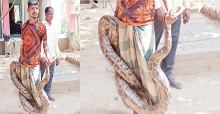 চট্টগ্রামে বসতঘরে ১২ ফুট অজগর, পাহাড়ে অবমুক্ত