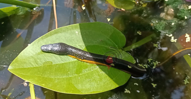 কুয়াকাটা সৈকতে ফের দেখা মিললো ভয়ংকর বিষধর ইয়েলো-বিল্ড সি স্নেক