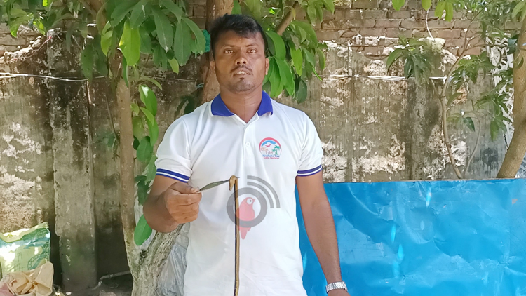 কুয়াকাটা সৈকতে ফের দেখা মিললো ভয়ংকর বিষধর ইয়েলো-বিল্ড সি স্নেক