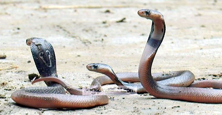 গোপালগঞ্জে সাপের কামড়ে ব্যবসায়ীর মৃত্যু