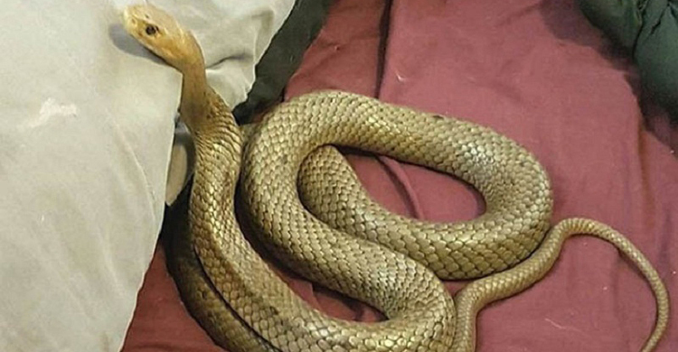 ঘরে ঢুকে যুবকের প্রাণ নিল সাপ