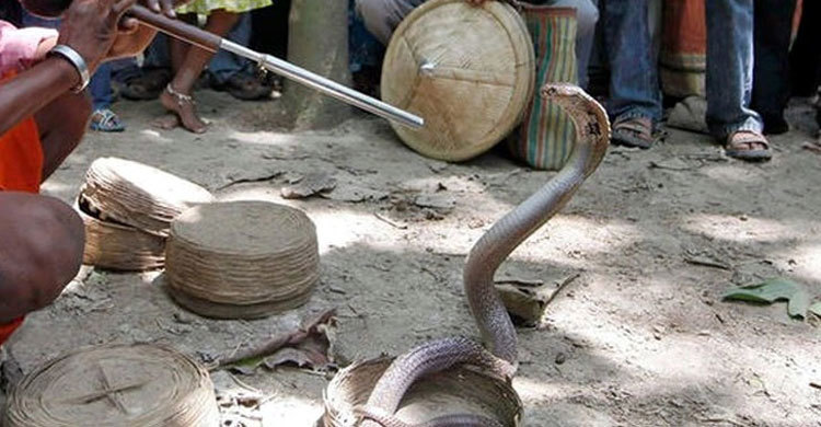 খেলা দেখাতে গিয়ে সাপের কামড়ে সাপুড়ের মৃত্যু