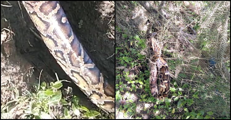 বাড়ির বেড়ার জালে ধরা পড়লো বিশালাকার অজগর