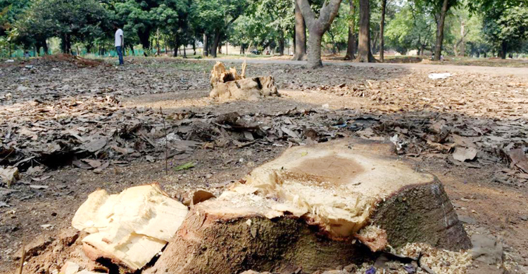 সোহরাওয়ার্দীর গাছ কাটার ঘটনায় আদালত অবমাননার আবেদন
