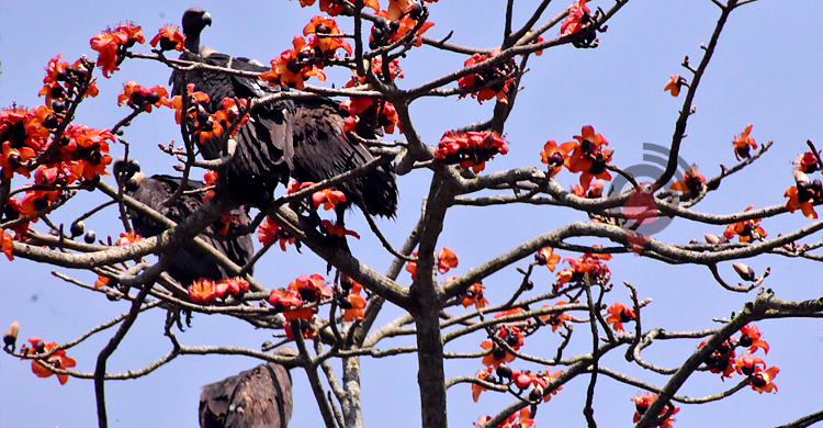 দেখা মিললো অতি বিপন্ন শকুনের